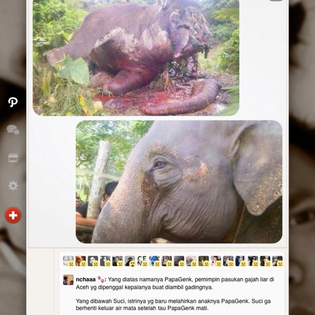 Is This True Used Orang Utan As A Sex Slave In Borneo Are We