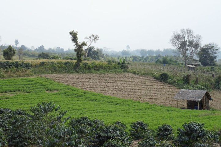 tanah pertanian di sekitar gunung Sinabung