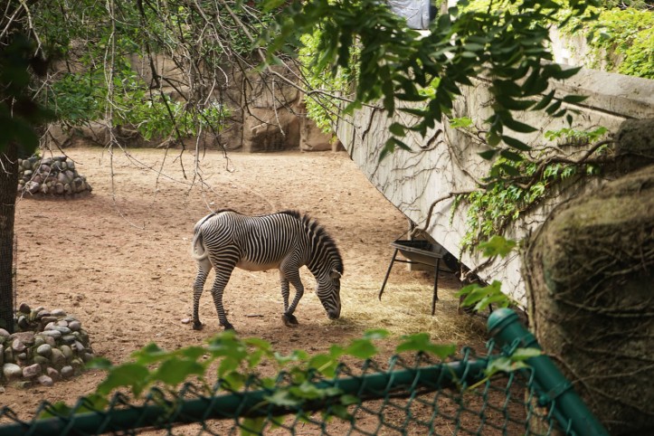 Zebra. Oya zebra ternyata ada beberapa jenis. Saya sampai lama banget berdiri dikandang mereka cuman buat nyari bedanya apaan sih hehe.
