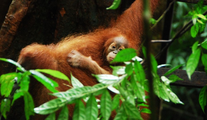 Orangutan Bukit Lawang North Sumatera